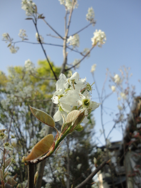 花咲く 新芽が綺麗なシンボルツリー ガーデン倶楽部ブログ