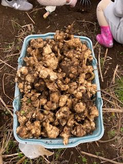 今が旬 食べて健康 菊芋収穫体験のご報告 ガーデン倶楽部ブログ