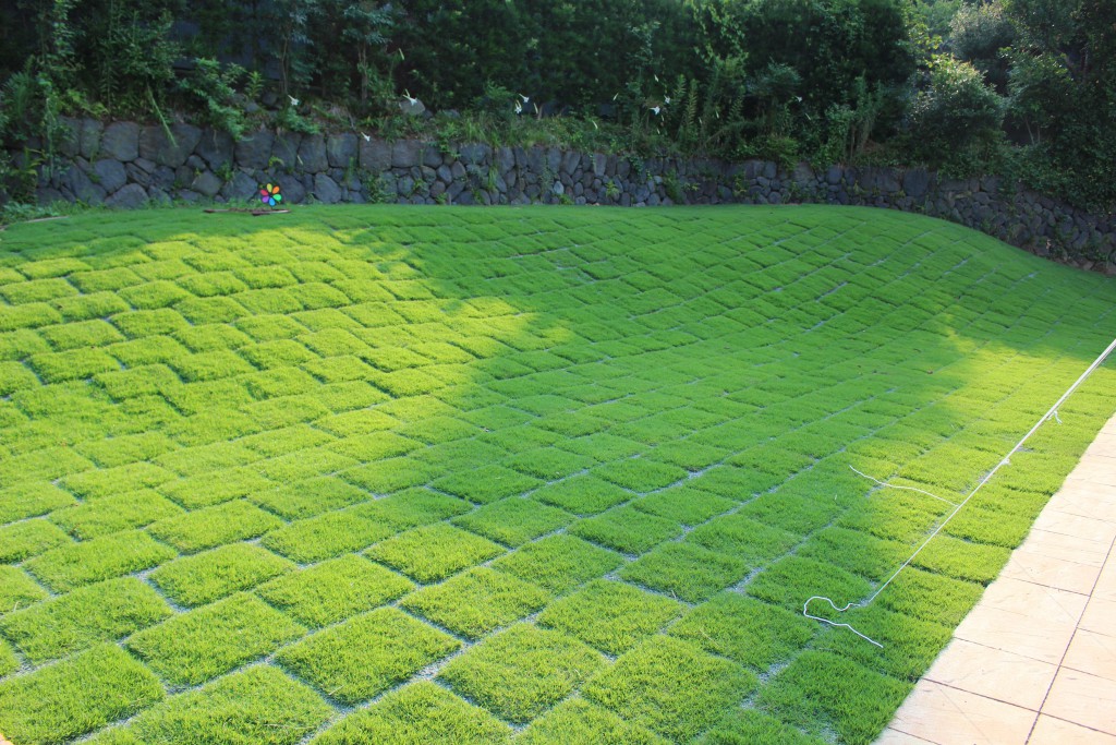 夢のある芝生の丘 Tm9で省管理のお庭 エクステリアブログ 神奈川県平塚市 木村植物園