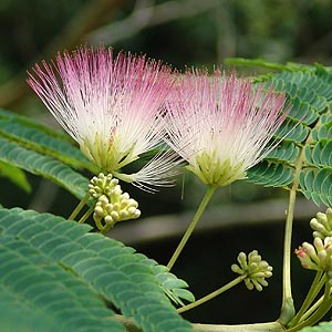 ネムノキ 梅雨どきに咲く幻想花 お庭番ブログ